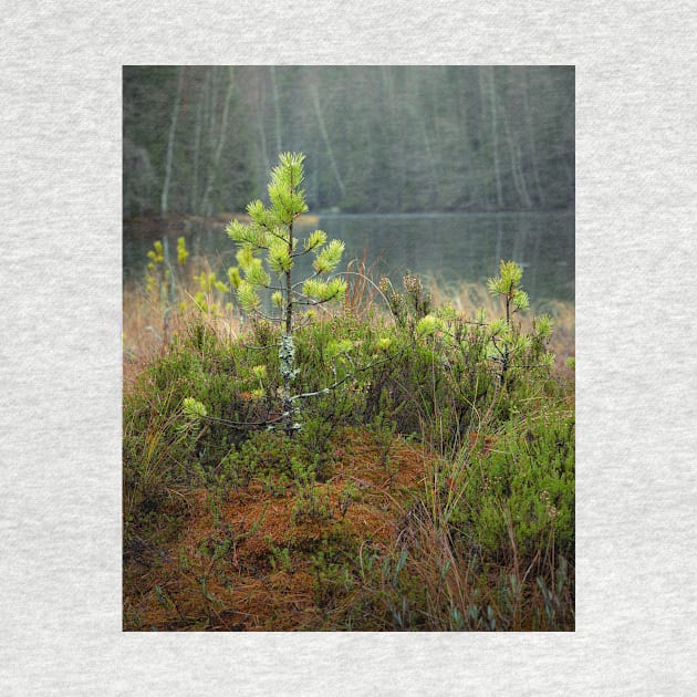 Small pine tree in swamp by Juhku